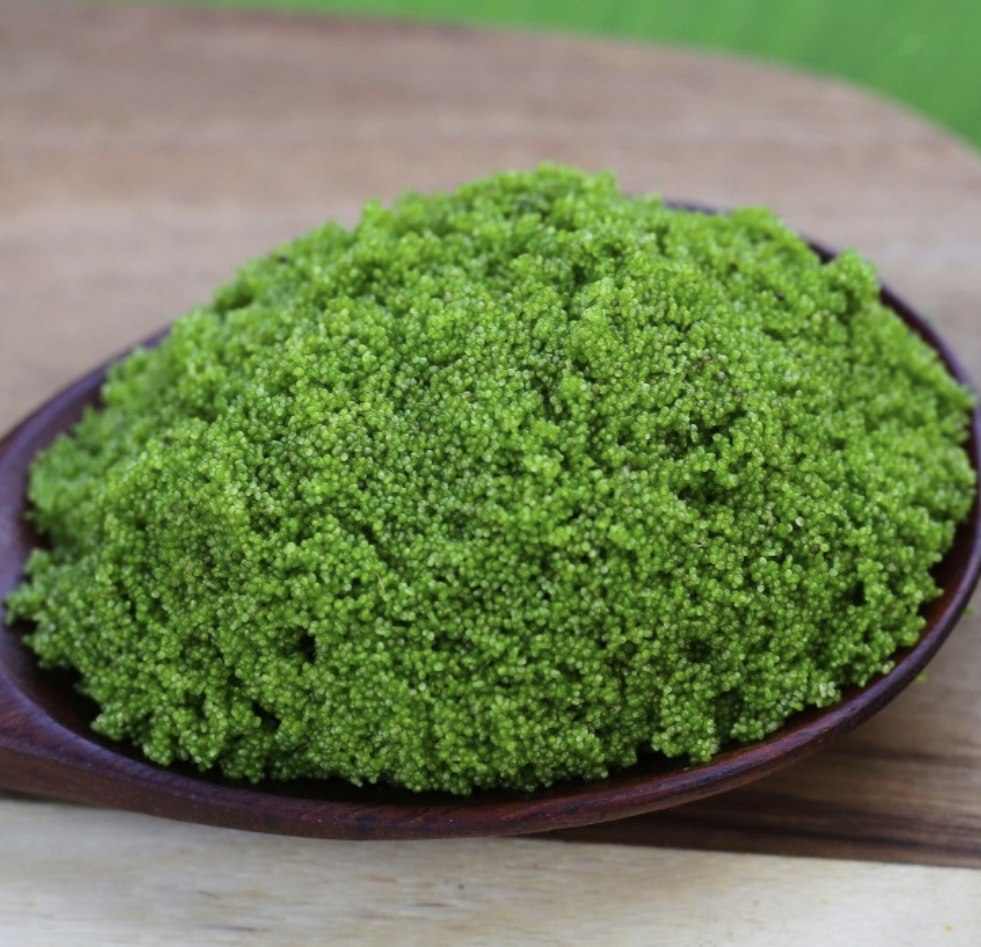 Meet pham — Thailand’s tiny floating plant that could become the next global superfood thanks to its high protein and eco-friendly farming potential.