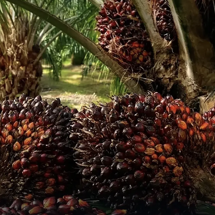 War-driven demand and supply disruptions are pushing palm oil prices sharply higher, raising the risk of a new wave of global food inflation.
