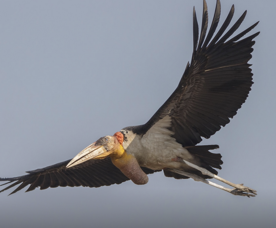 A rare Greater Adjutant stork chick has successfully hatched in Thailand for the first time, giving new hope to one of the world’s rarest birds.